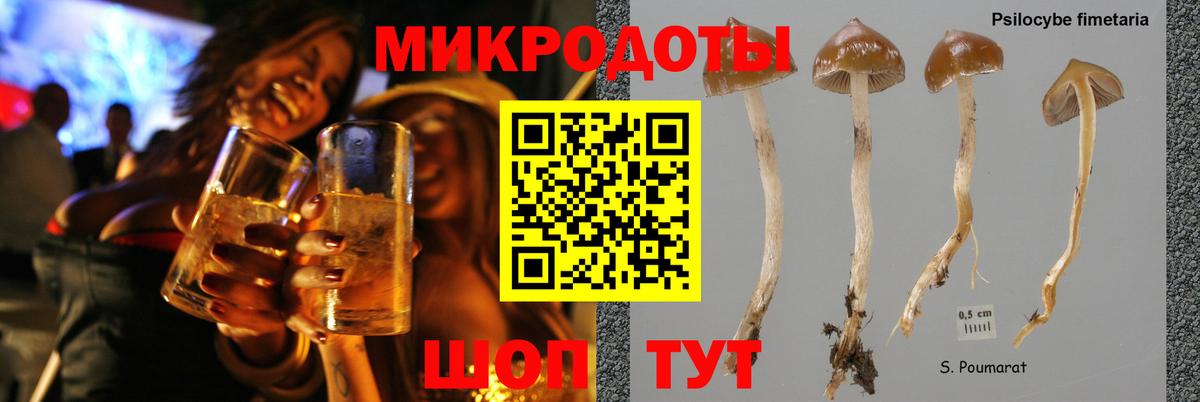 Галлюциногенные грибы Psilocybe Ярцево